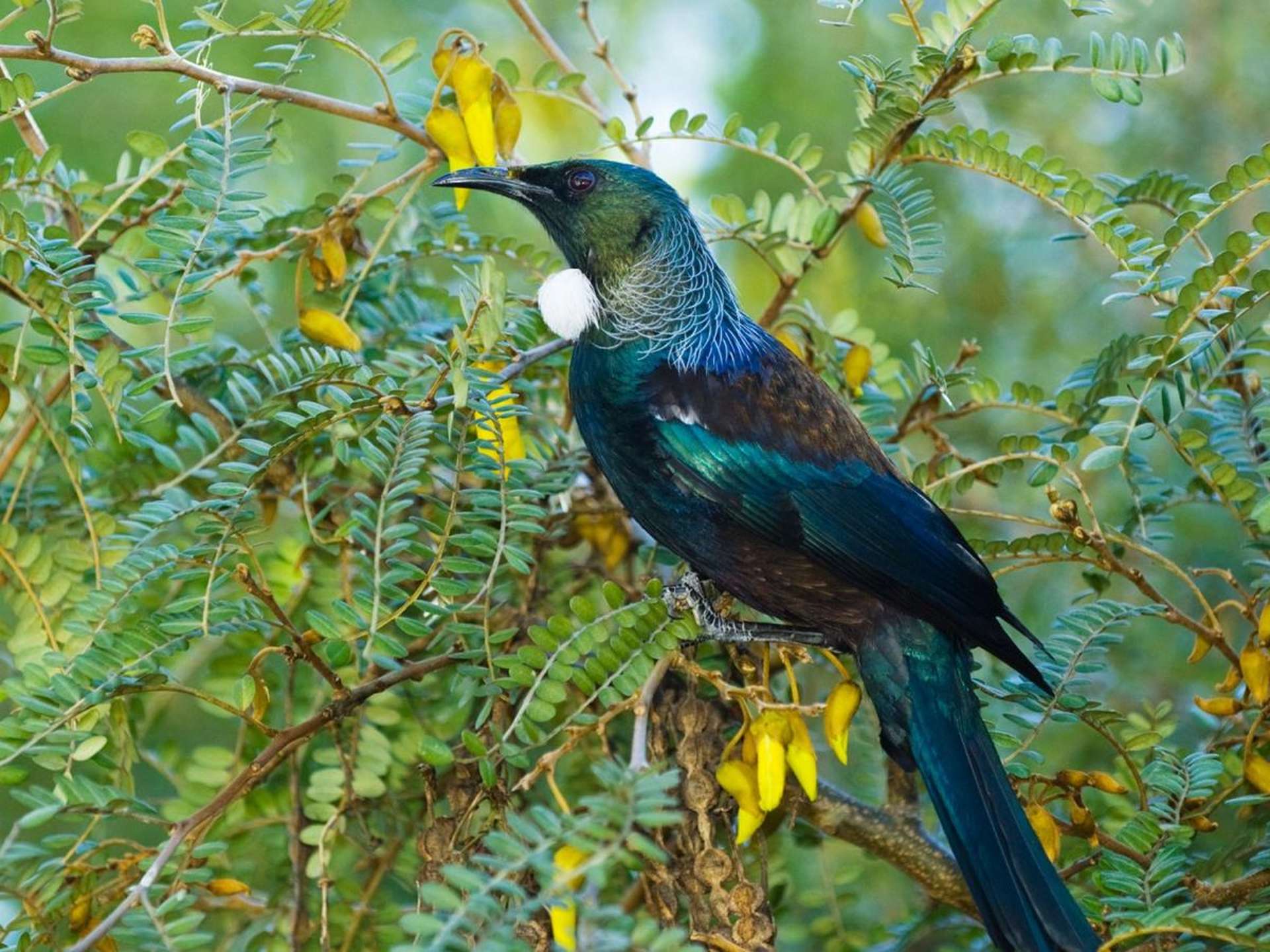 Oromahoe Road Opua_0