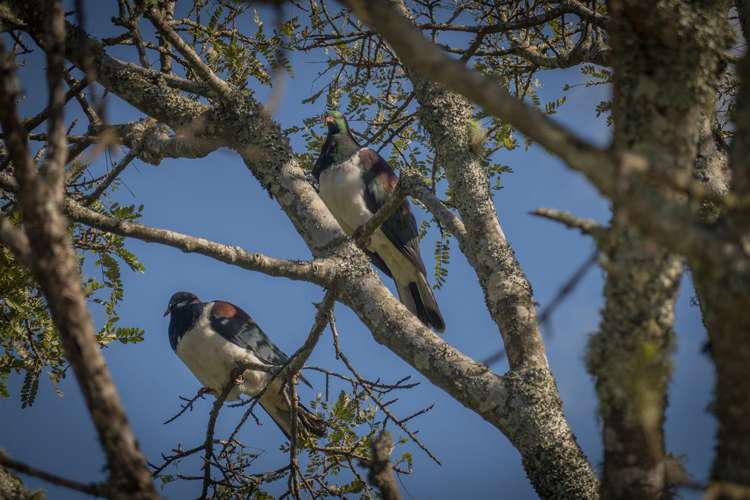 142 Brunton Crescent Thames_32