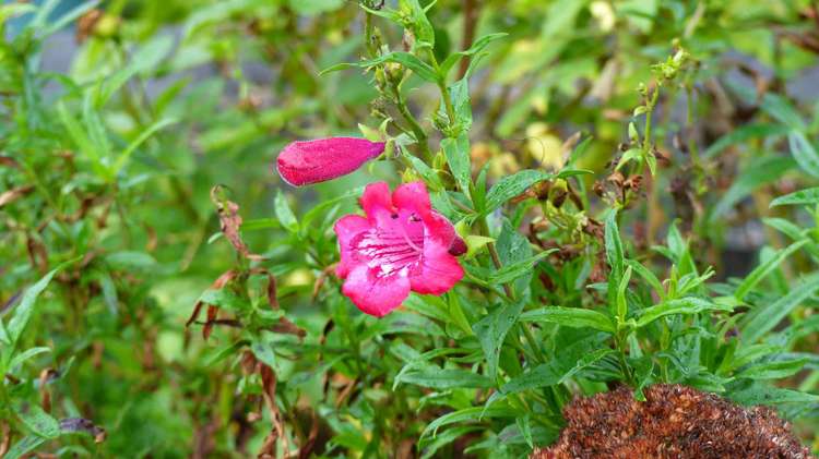 53 Kitewaho Road Swanson_124