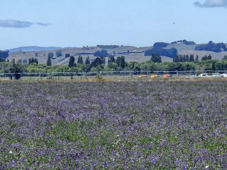 458 Wakarara Road Ongaonga_3