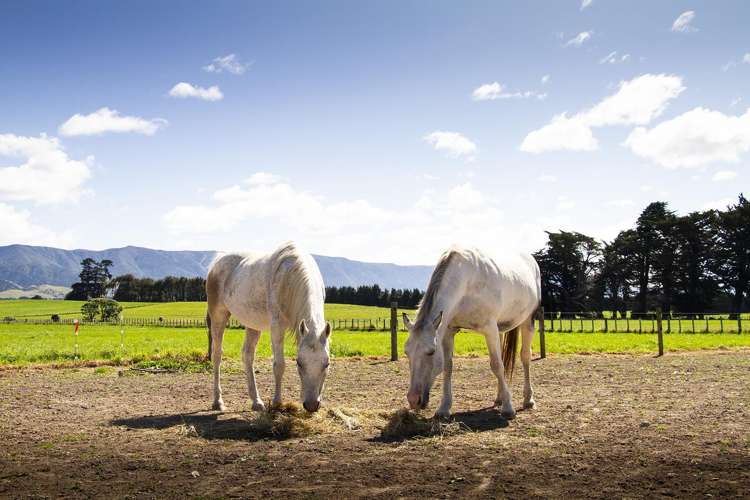 490 Maharahara Road Dannevirke_16