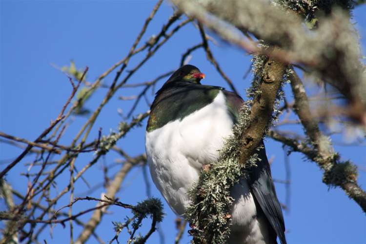 35 Awakino Road Te Kuiti_18