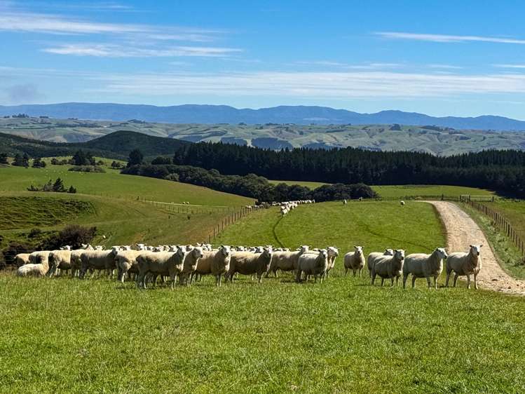 759 Waitahuna Gully Road Lawrence_15