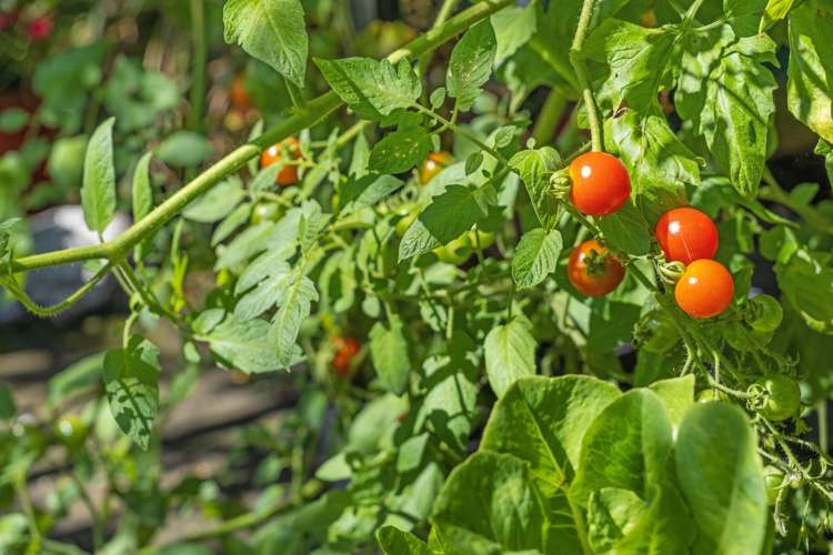 1 Paratu Road Richmond Downs_21