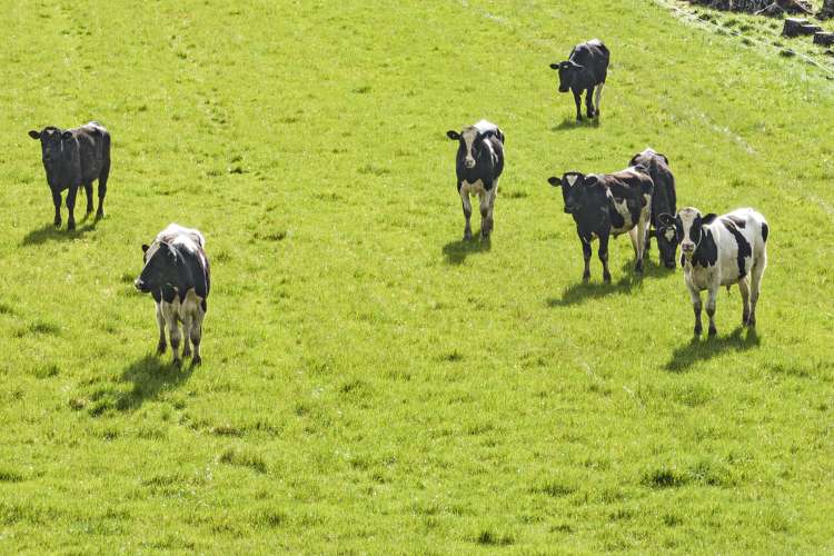 Windwhistle Road Windwhistle_10