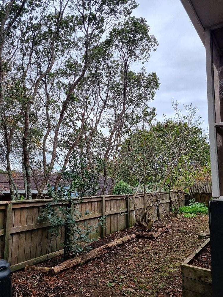1/4a Elwood Place Ellerslie_11