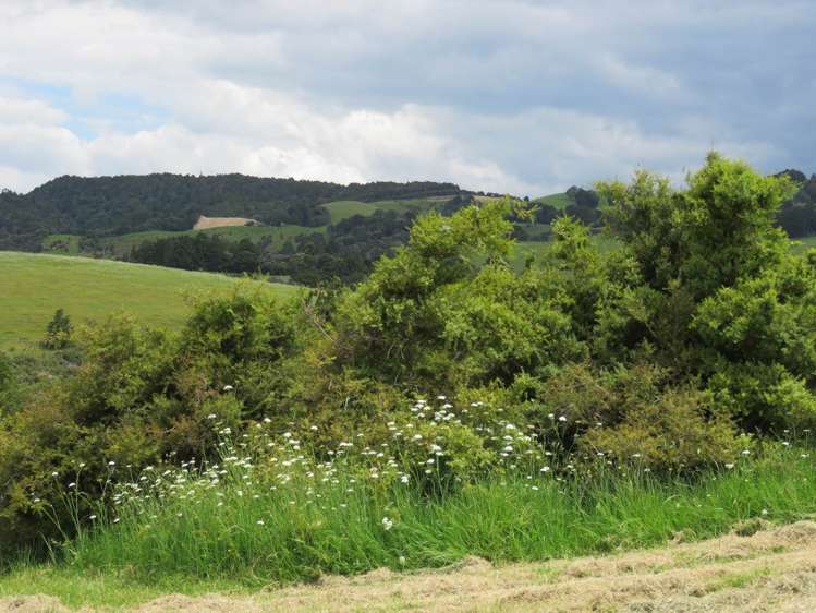 Pataua North Road Pataua_9