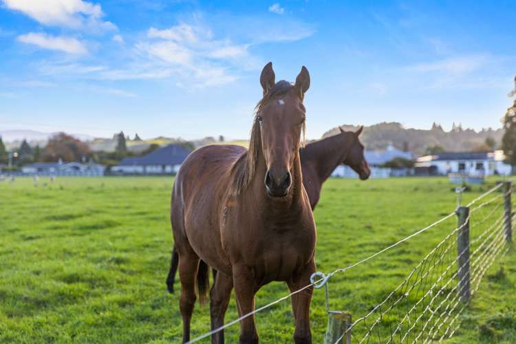 584 Orari Station Road Geraldine_29