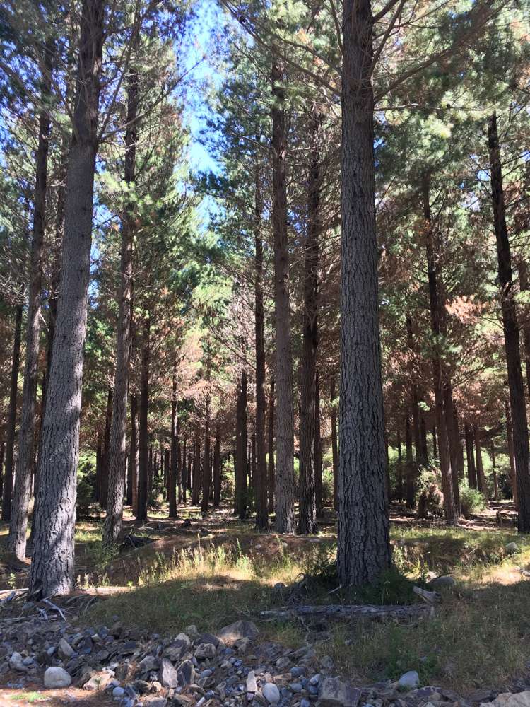 State Highway 63 Renwick_5