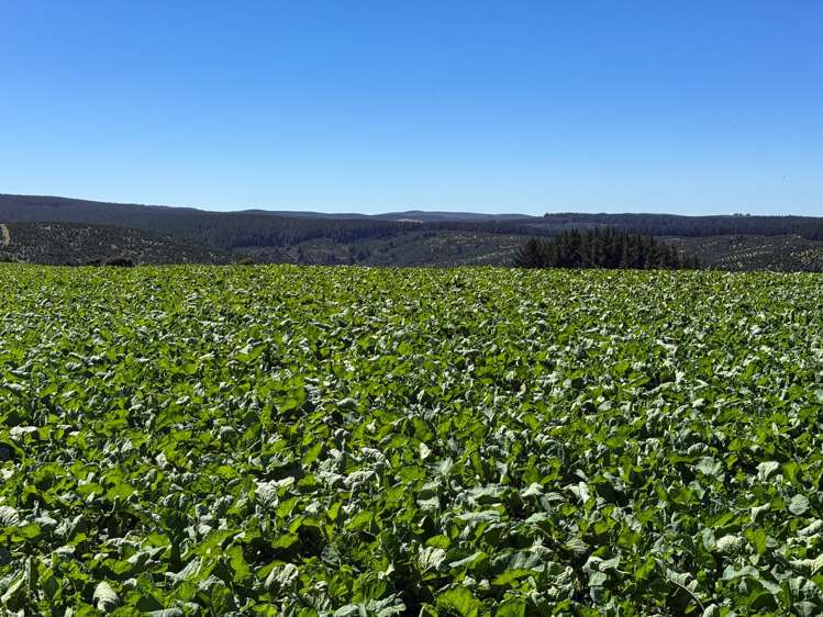 759 Waitahuna Gully Road Lawrence_8