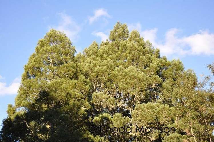 125 Jumna Road Maungaturoto_24