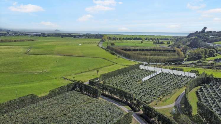 155a Gow Road Opotiki Coastal_14