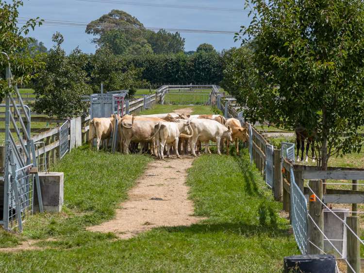 23C Broadmeadows Road Tamahere_8