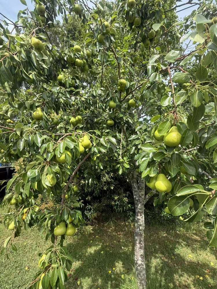 16 Glen Road Ranui_32