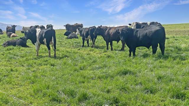 Cattle Finishing, Dairy Support, Arable