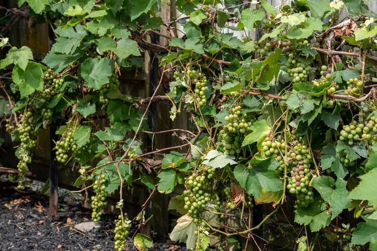 244B Waiwhetu Road Waterloo_16