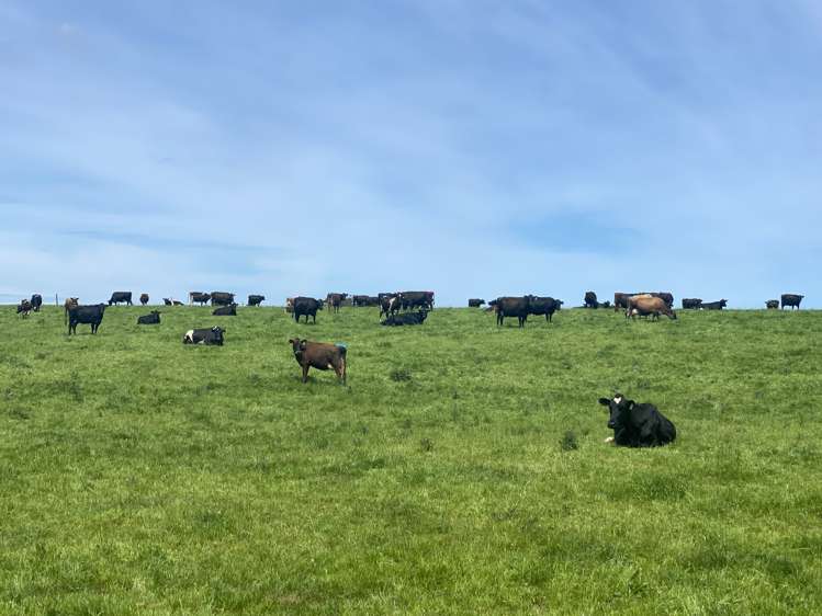 491 Waituna Gorge Road Wyndham Surrounds_3