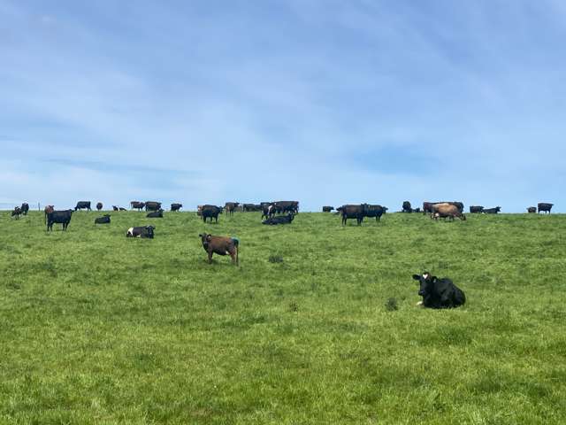 491 Waituna Gorge Road Wyndham Surrounds_3