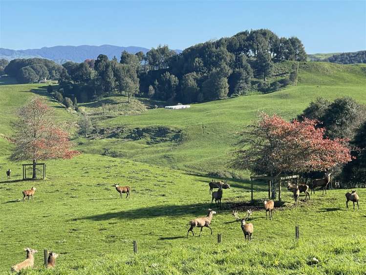 80a Mangaotaki Road Piopio_41