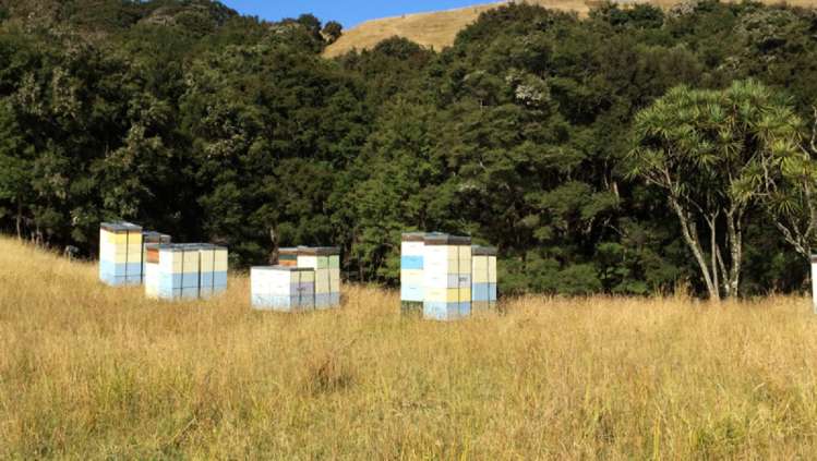 460 Tora Road Tora_14