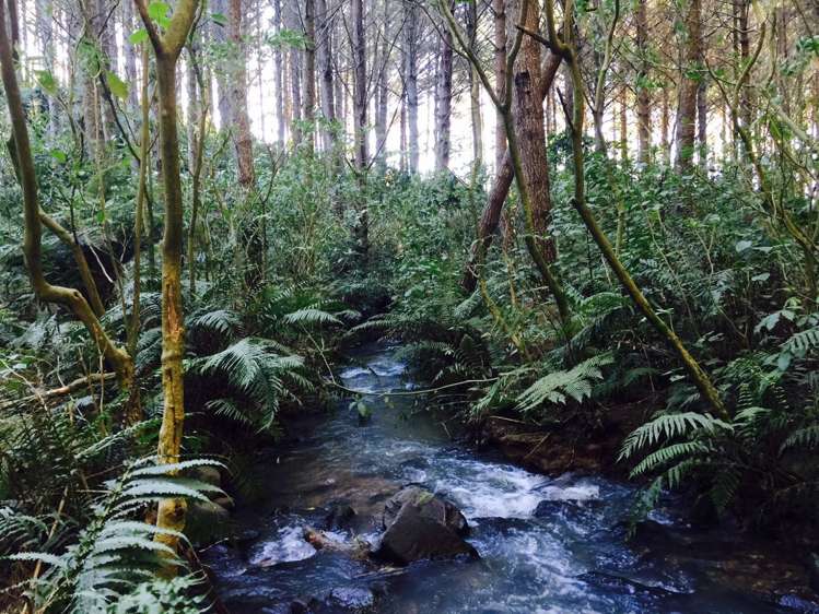 Klondyke Road Onewhero_5