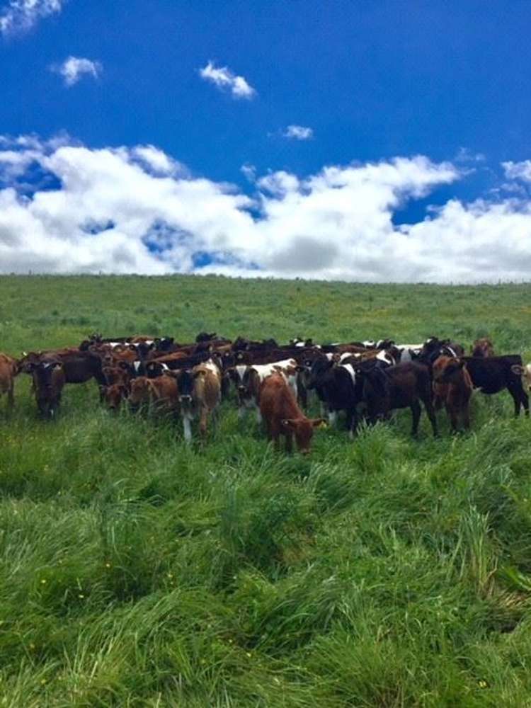 272 Broughton Road Ruawaro_29