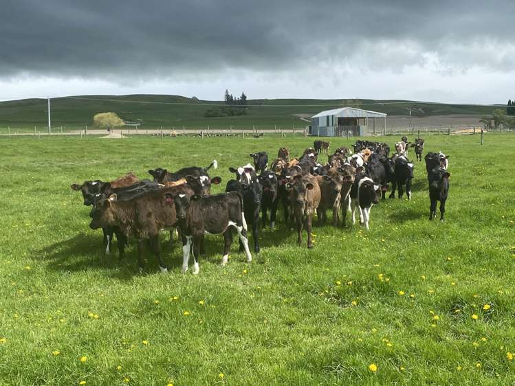 224 Auripo Road Poolburn_8