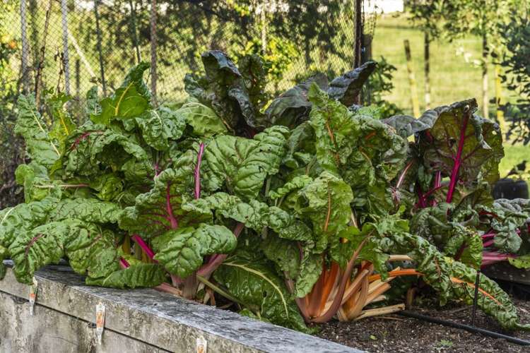 86 Goodland Drive Dairy Flat_23