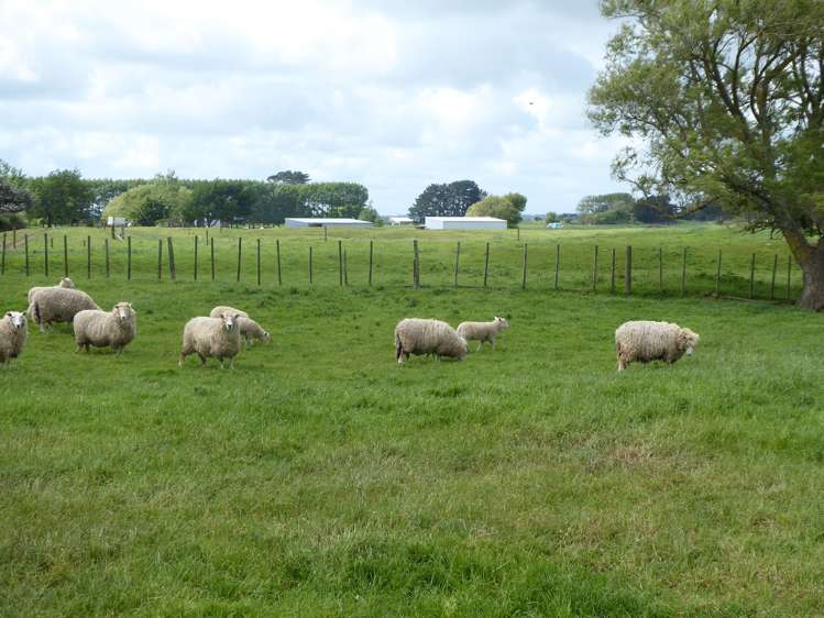 237 Kellow Road Rongotea_8