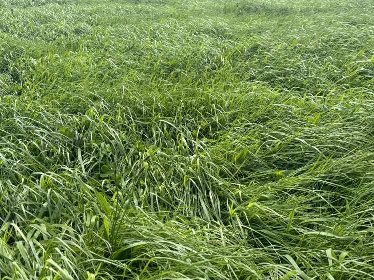 4782 South Road Opunake_3