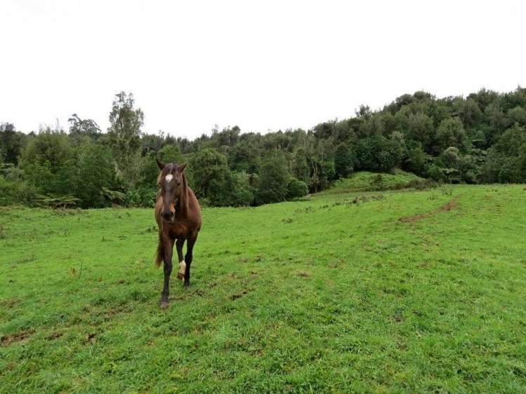 747a No 4 Road Te Puke_6