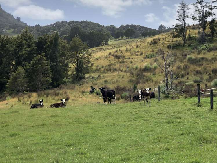 3609 State Highway 10 Kaeo_9