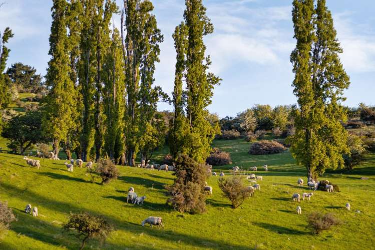 Hawea Back Road Hawea Flat_11