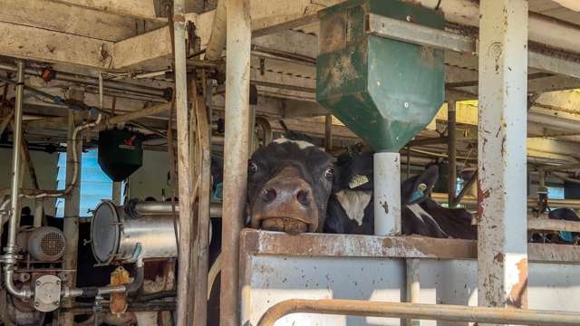 202 Rotokohu Road Paeroa_3