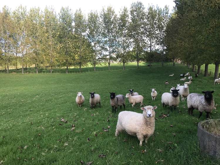 1265 Riponui Road Ruatangata_20