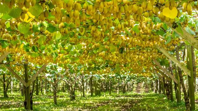 263B Rea Road Aongatete_2