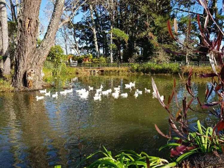 37 Markham Road Ararimu_5