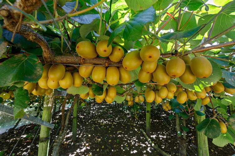 494 Paerata Ridge Road Opotiki and Surrounds_15