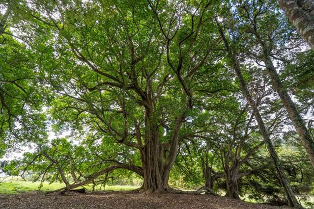 229 Hupara Road Pakaraka_2