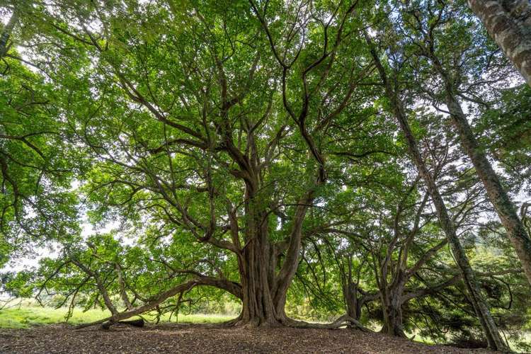 229 Hupara Road Pakaraka_2