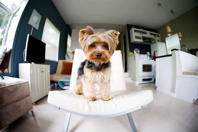 Six things every pet-owner needs to know about apartment-living