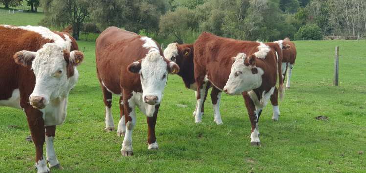 59 Fletcher Road Ngahinapouri_3