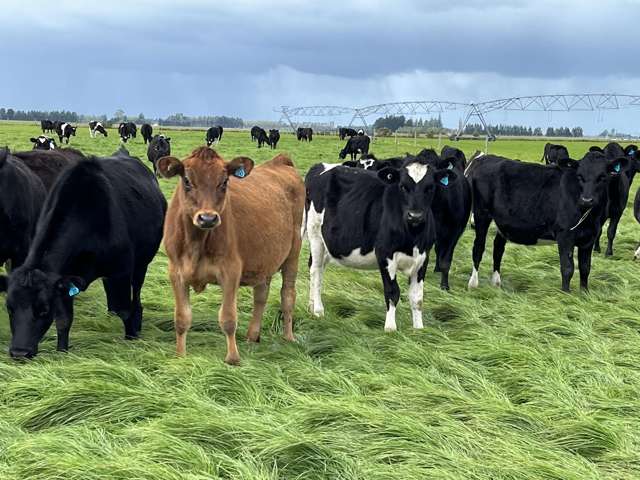 1710 Ealing Montalto Road Ashburton_3