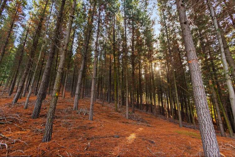 Lot 1 & 5 Ripponvale Road Cromwell_20