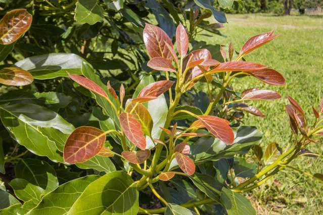 Lot 11 Timon Drive Katikati_4