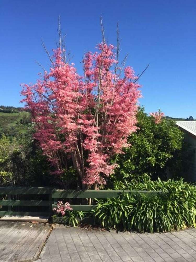 38 Brunner Street Nelson South_18