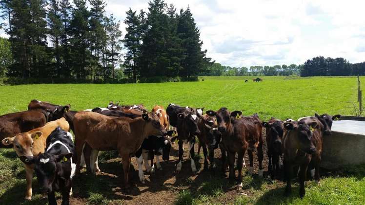 336 Te Aroha-Gordon Road Hauraki Surrounds_13