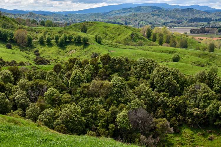 271 Awamate Road Wairoa Country_8