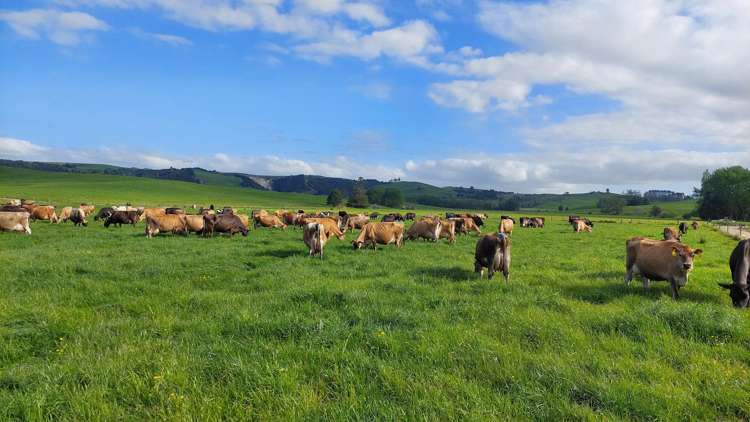 Crows Nest Road Hukerenui_19