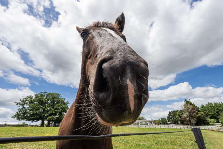 1378 Pipiwai Road Ruatangata West_34